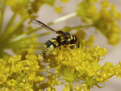 Euodynerus variegatus