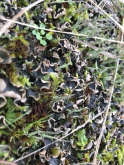 Peltigera hymenina