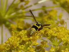 Euodynerus variegatus