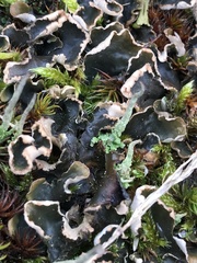 Peltigera hymenina