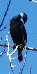 Phalacrocorax carbo