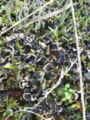 Peltigera hymenina