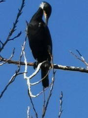 Phalacrocorax carbo