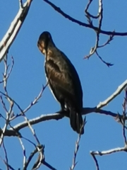Phalacrocorax carbo