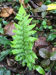 Polypodiopsida