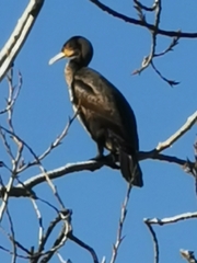 Phalacrocorax carbo