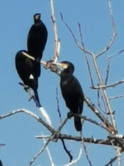 Phalacrocorax carbo