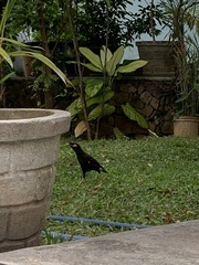 Acridotheres tristis