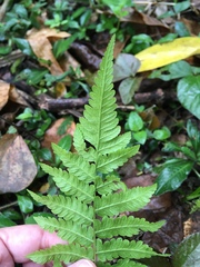Polypodiopsida