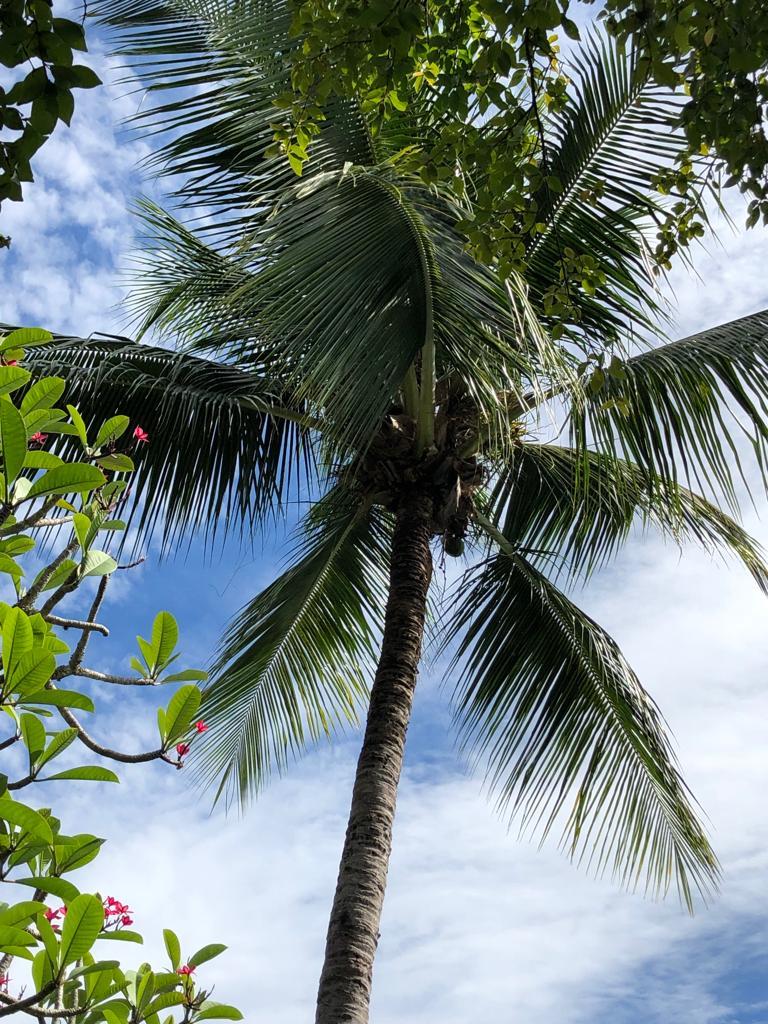 Cocos nucifera