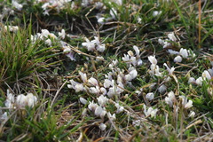Astragalus scaberrimus