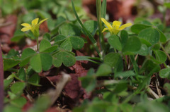 Oxalis radicosa