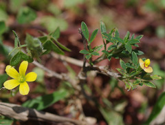 Oxalis radicosa