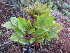 Paeonia broteri