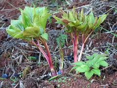 Paeonia broteri