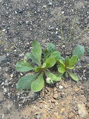 Paramollugo nudicaulis