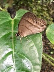Satyrinae