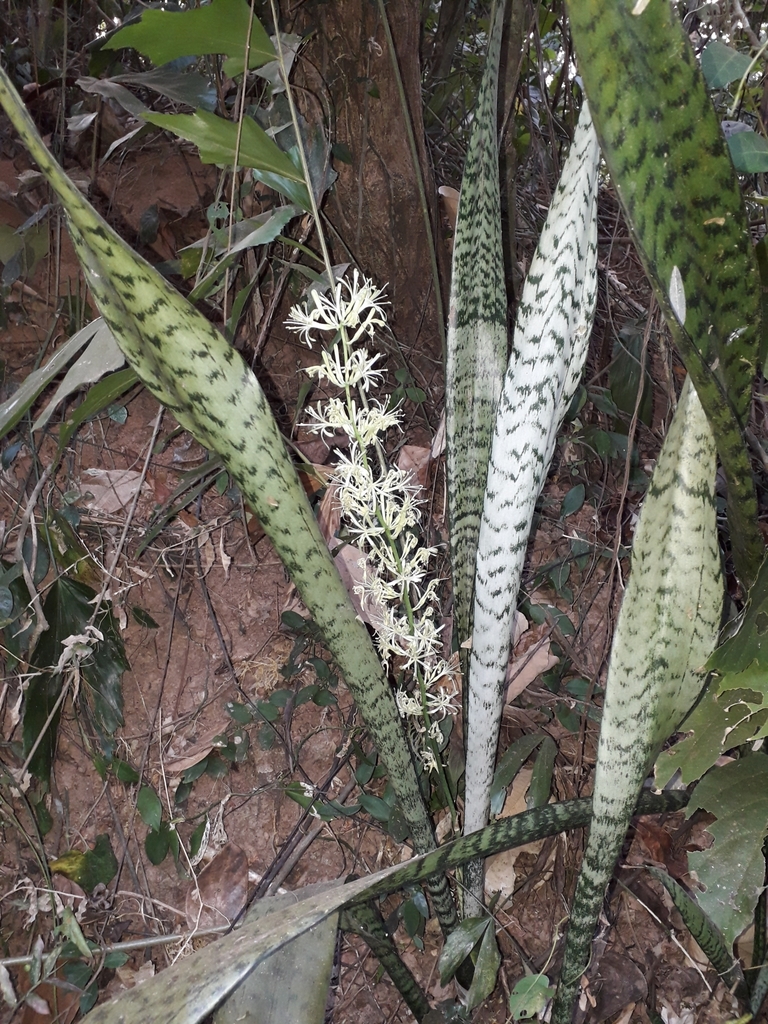 Foto de sanseviéria