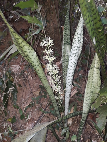 Foto de sanseviéria