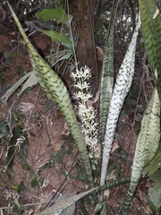 Sansevieria roxburghiana