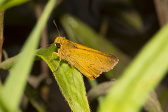Parnara amalia