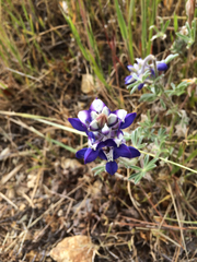 Lupinus nanus