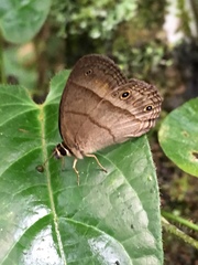 Satyrinae