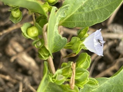 Jacquemontia ovalifolia