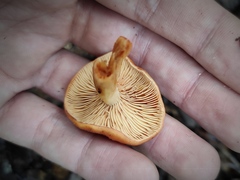 Lactarius atlanticus
