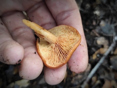 Lactarius atlanticus