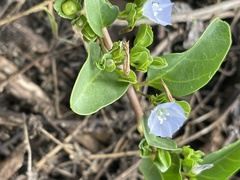 Jacquemontia ovalifolia