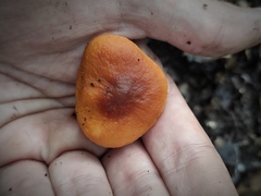 Lactarius atlanticus
