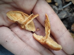 Lactarius atlanticus