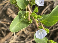 Jacquemontia ovalifolia
