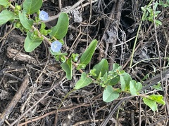 Jacquemontia ovalifolia