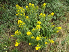 Solidago virgaurea virgaurea