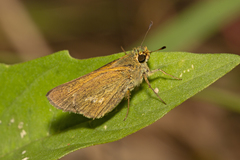 Parnara amalia