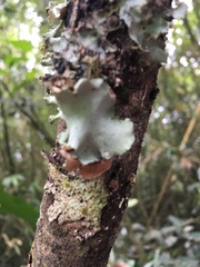 Fungi