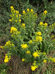 Solidago virgaurea virgaurea