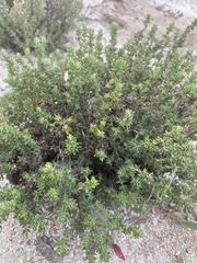 Thymus camphoratus