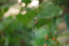 Nephila pilipes