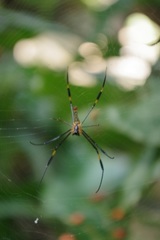 Nephila pilipes