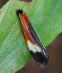 Coryptilum rutilella