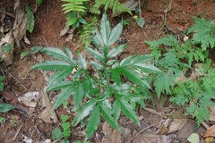 Amorphophallus
