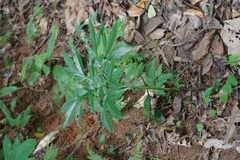 Amorphophallus