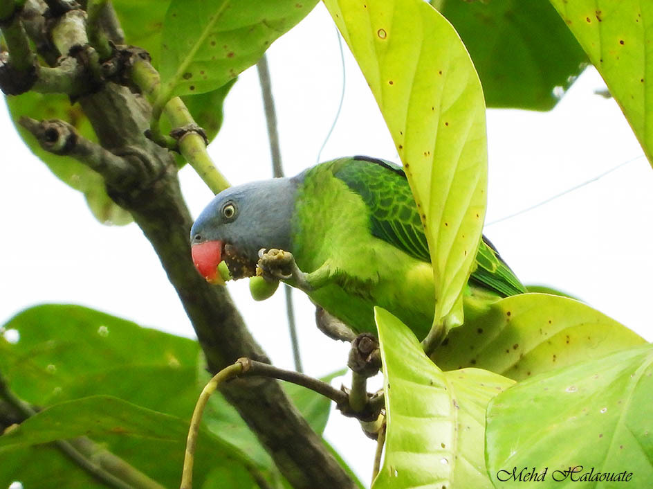 Simeulue Parrot photo