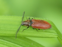 Anostirus purpureus