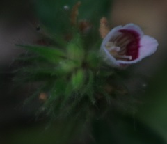 Acanthaceae