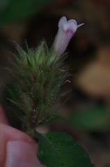 Acanthaceae