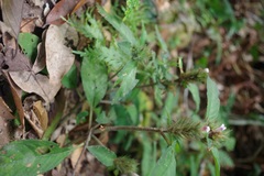 Acanthaceae